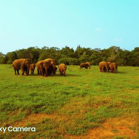Minneriya Jeep Safari Habarana Exteriér fotografie