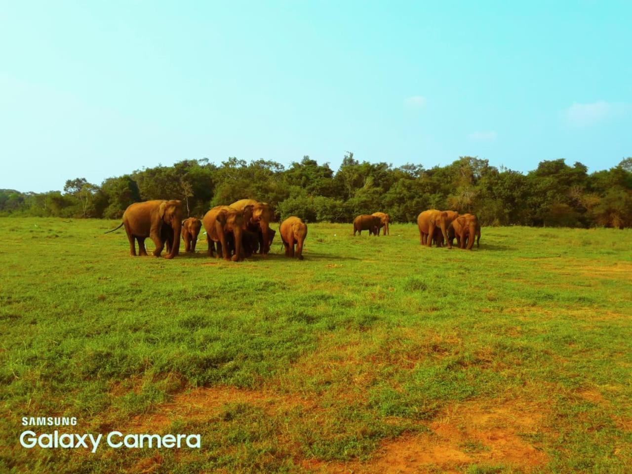 Minneriya Jeep Safari Habarana Exteriér fotografie